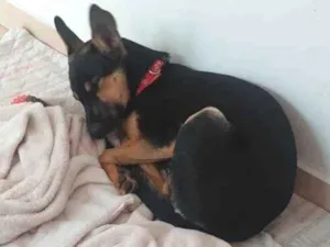 Cachorro raça SRD-ViraLata idade 2 a 6 meses nome Yuna