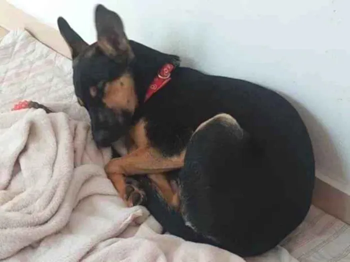 Cachorro ra a SRD-ViraLata idade 2 a 6 meses nome Yuna