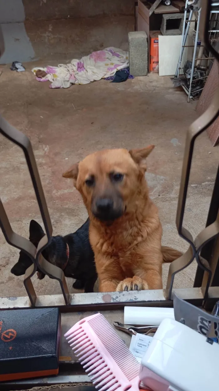 Cachorro ra a SRD-ViraLata idade 7 a 11 meses nome Boby