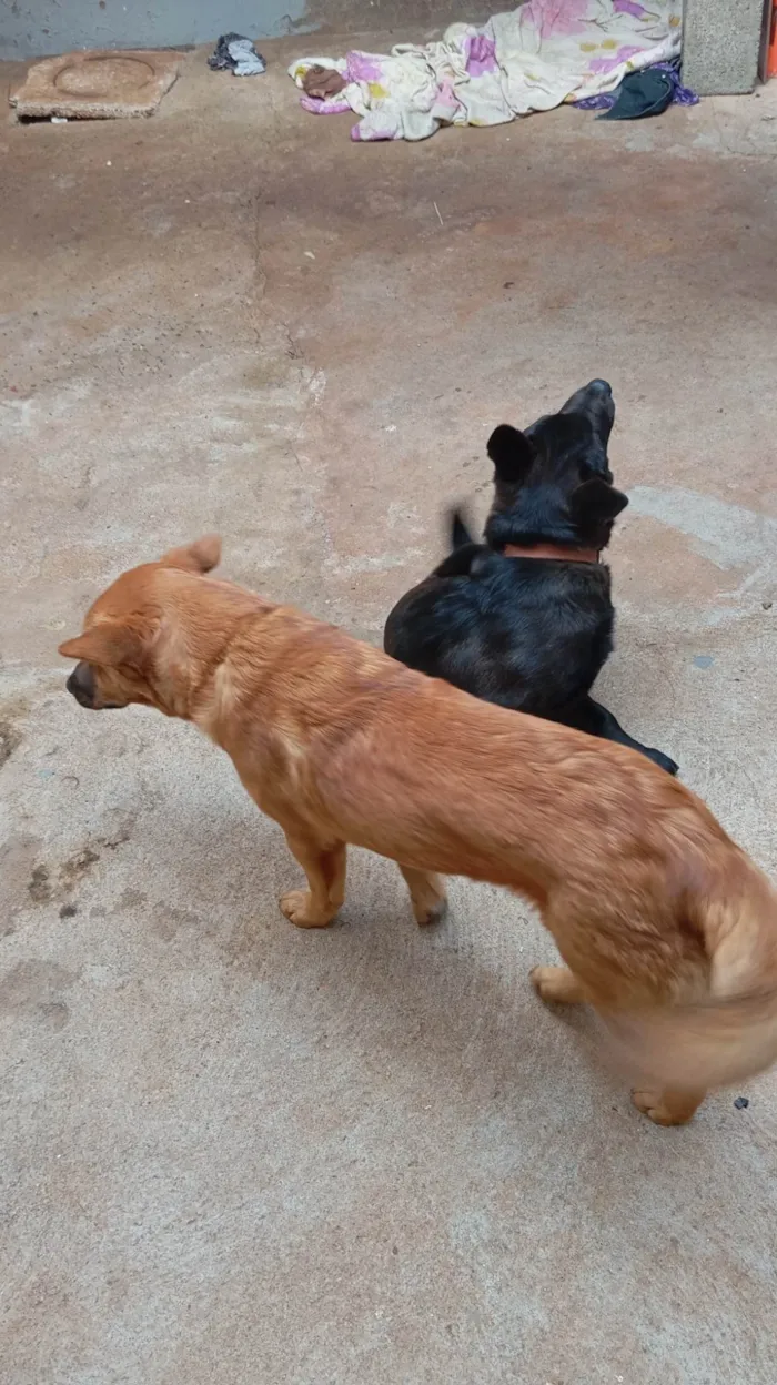 Cachorro ra a SRD-ViraLata idade 7 a 11 meses nome Boby