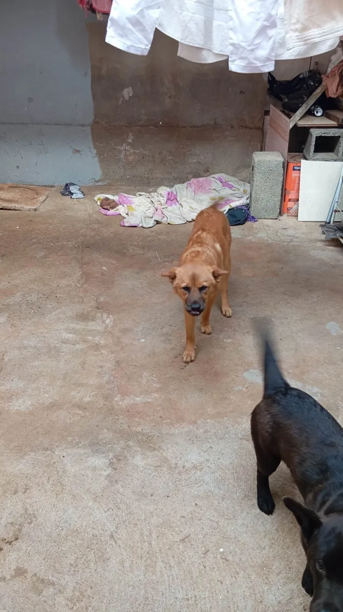 Cachorro ra a SRD-ViraLata idade 7 a 11 meses nome Boby