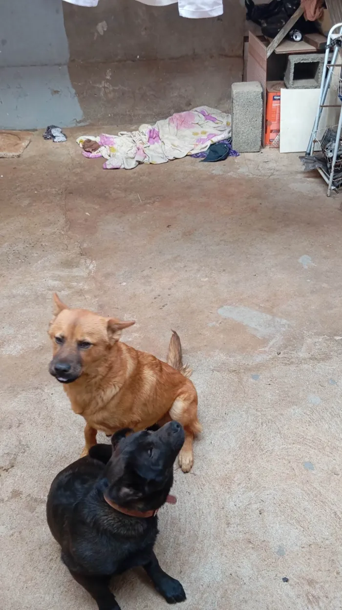 Cachorro ra a SRD-ViraLata idade 7 a 11 meses nome Boby