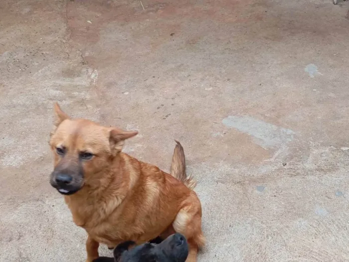 Cachorro ra a SRD-ViraLata idade 7 a 11 meses nome Boby