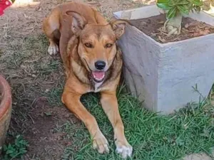 Cachorro raça SRD-ViraLata idade 4 anos nome Marley 