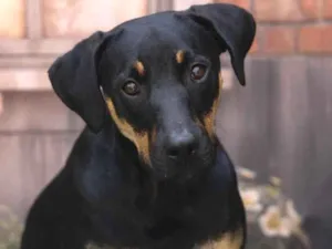 Cachorro raça SRD-ViraLata idade 1 ano nome Luke