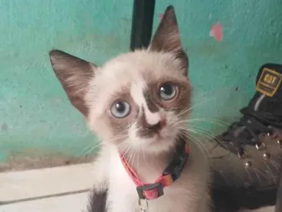 Gato raça Siamês idade Abaixo de 2 meses nome Nina