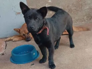 Cachorro raça SRD-ViraLata idade 7 a 11 meses nome Luky