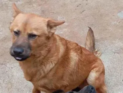 Cachorro raça SRD-ViraLata idade 7 a 11 meses nome Boby