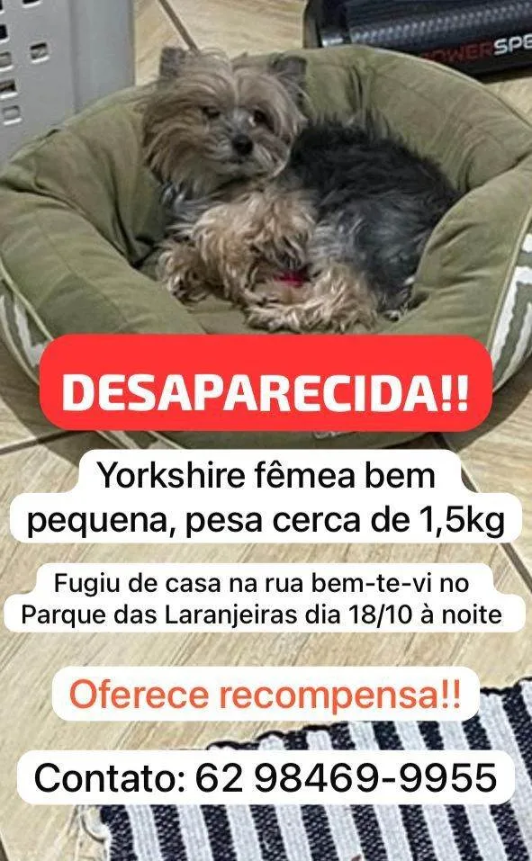 Cachorro ra a Yorkshire idade 6 ou mais anos nome Mariazinha