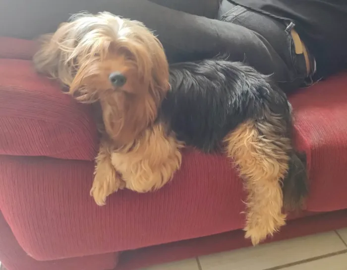 Cachorro ra a SRD-ViraLata idade 4 anos nome Chewbacca 