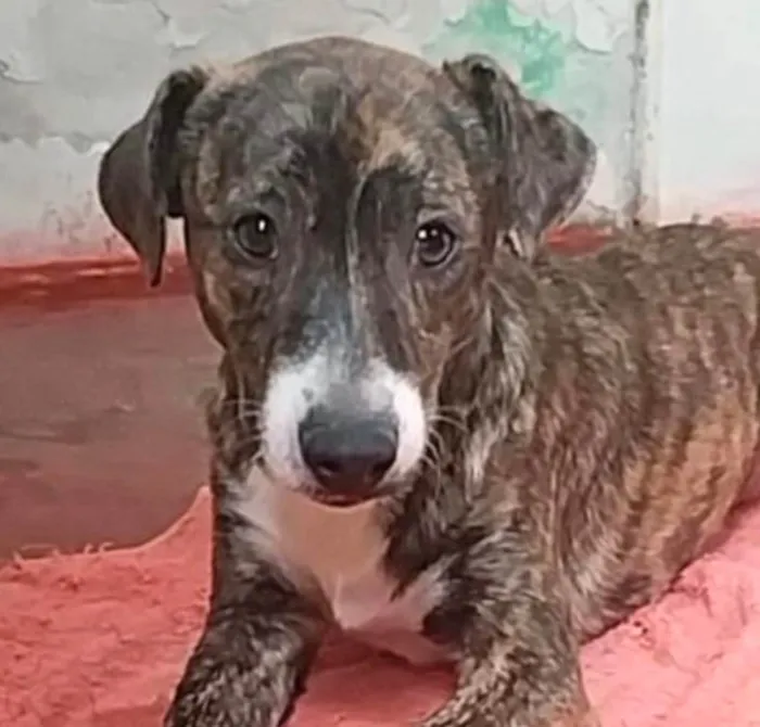 Cachorro ra a SRD-ViraLata idade 1 ano nome Ralf 