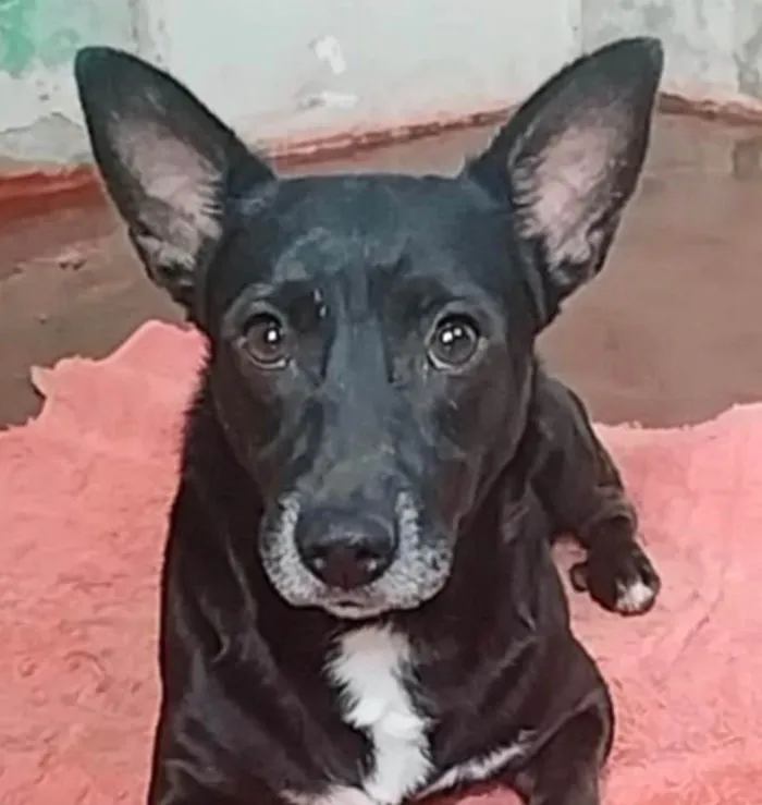 Cachorro ra a SRD-ViraLata idade 3 anos nome Zeus 