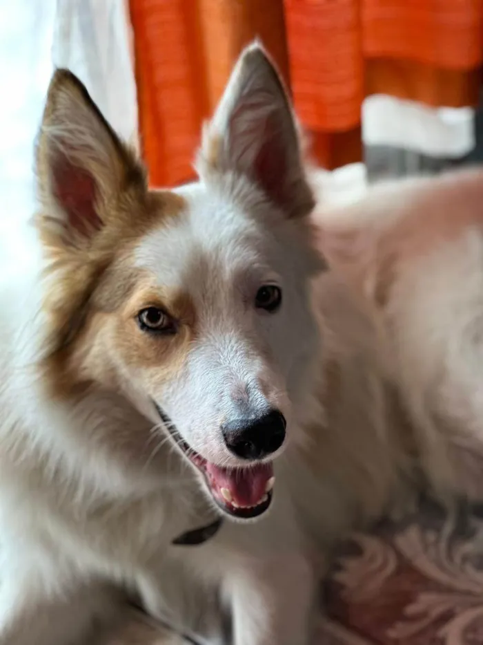 Cachorro ra a Dogue Alemão idade 2 anos nome Duck