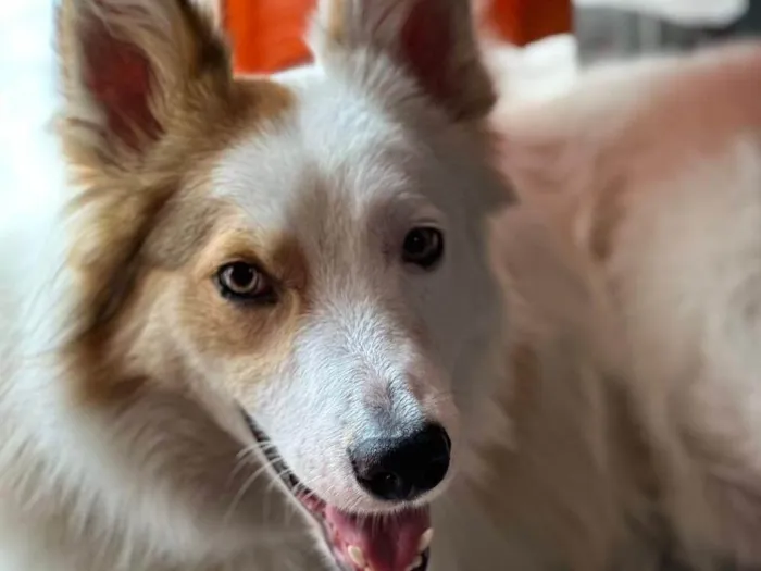 Cachorro ra a Dogue Alemão idade 2 anos nome Duck