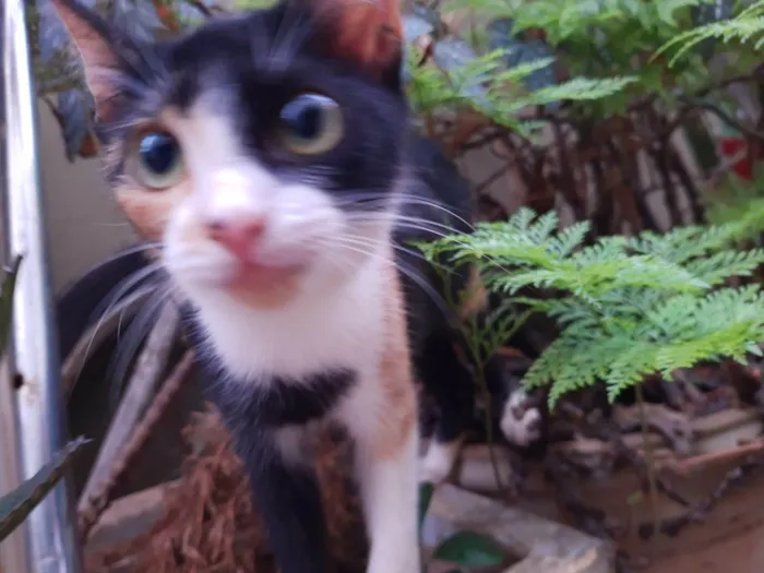 Gato ra a SRD-ViraLata idade 2 a 6 meses nome Gatinha tricolor