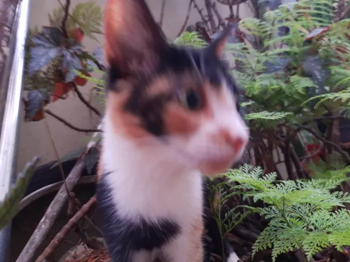 Gato ra a SRD-ViraLata idade 2 a 6 meses nome Gatinha tricolor