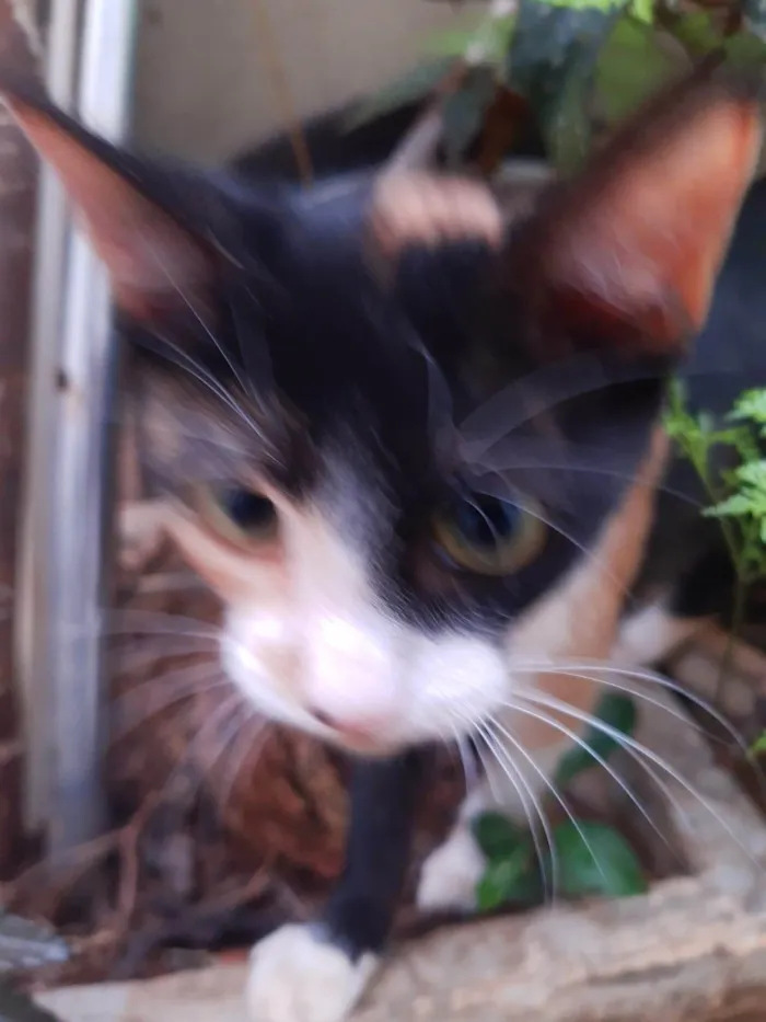 Gato ra a SRD-ViraLata idade 2 a 6 meses nome Gatinha tricolor