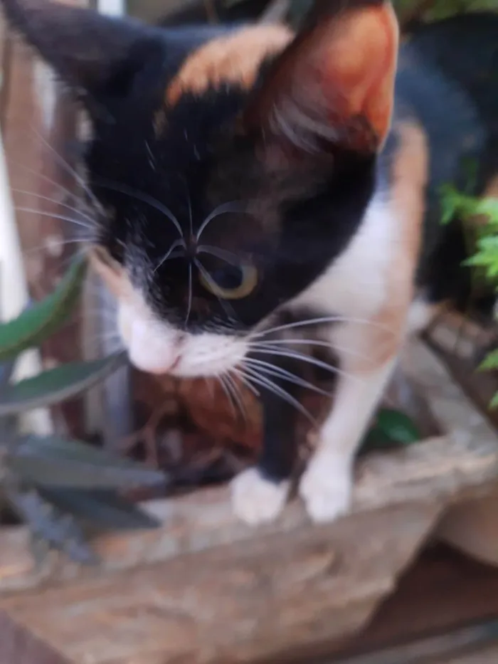 Gato ra a SRD-ViraLata idade 2 a 6 meses nome Gatinha tricolor