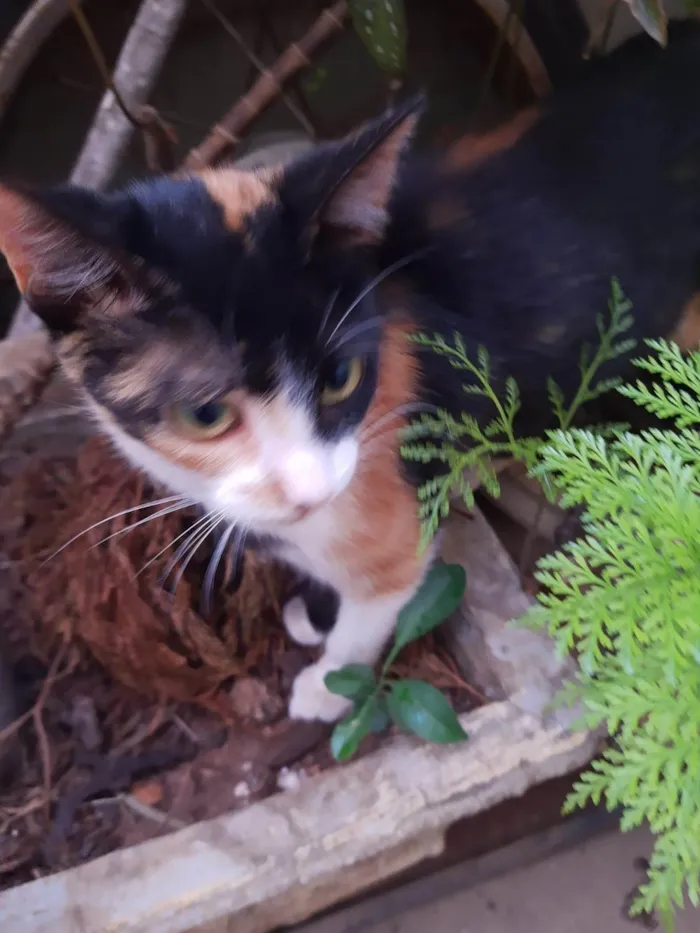 Gato ra a SRD-ViraLata idade 2 a 6 meses nome Gatinha tricolor