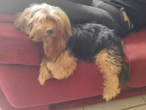 Cachorro raça SRD-ViraLata idade 4 anos nome Chewbacca 