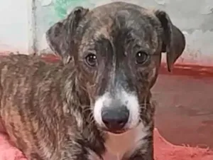 Cachorro raça SRD-ViraLata idade 1 ano nome Ralf 