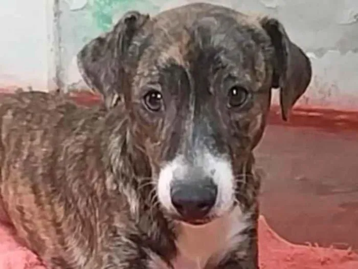 Cachorro ra a SRD-ViraLata idade 1 ano nome Ralf 