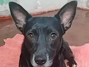 Cachorro raça SRD-ViraLata idade 3 anos nome Zeus 