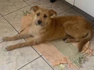 Cachorro raça SRD-ViraLata idade 2 anos nome Prin