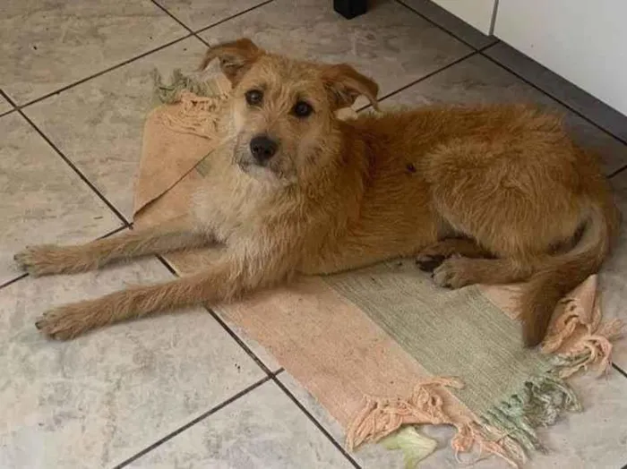 Cachorro ra a SRD-ViraLata idade 2 anos nome Prin