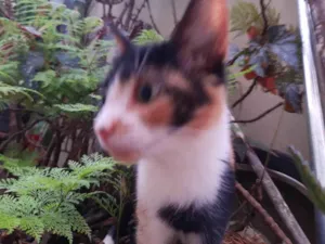 Gato raça SRD-ViraLata idade 2 a 6 meses nome Gatinha tricolor