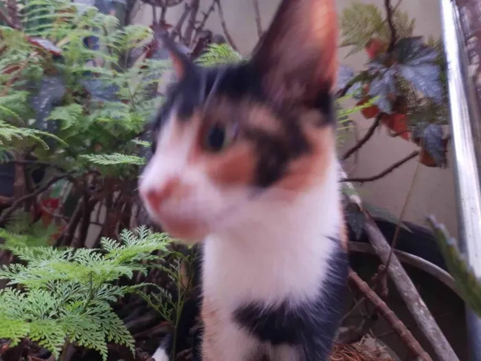 Gato ra a SRD-ViraLata idade 2 a 6 meses nome Gatinha tricolor