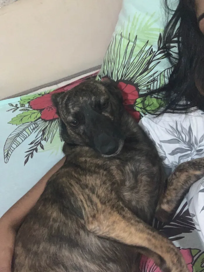 Cachorro ra a Vira lata  idade 3 anos nome Perola