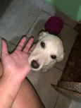 Mel