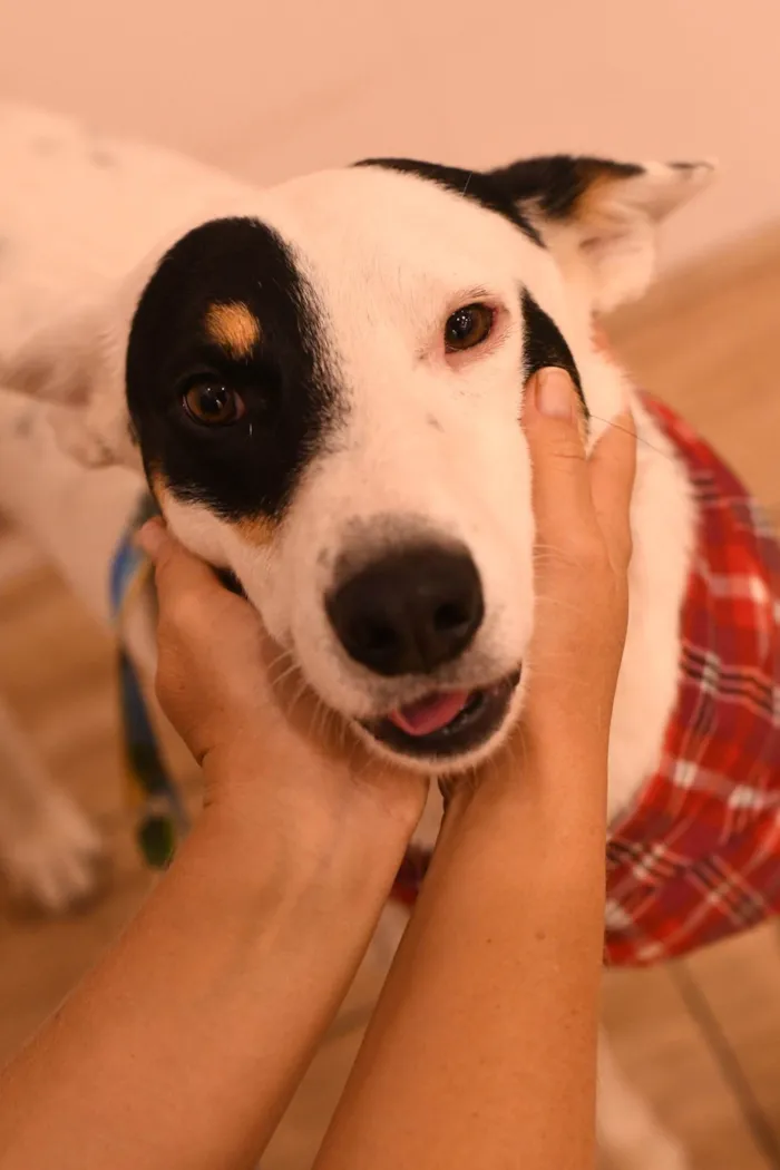 Cachorro ra a SRD-ViraLata idade 2 a 6 meses nome Panda