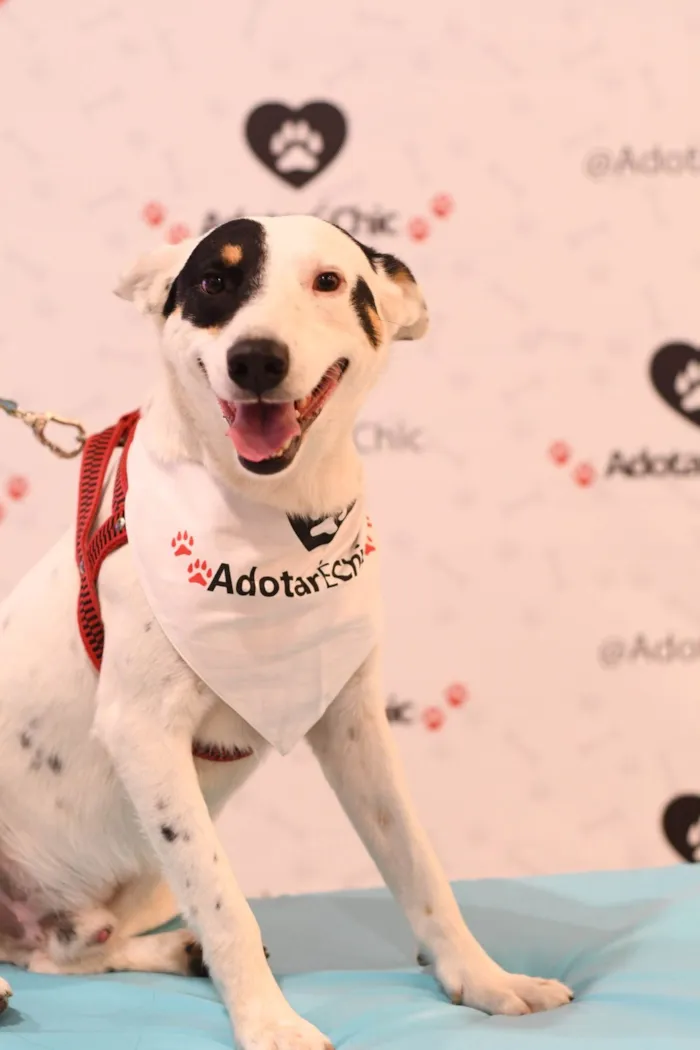 Cachorro ra a SRD-ViraLata idade 2 a 6 meses nome Panda