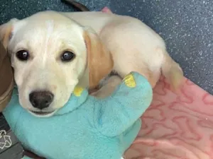 Cachorro raça SRD-ViraLata idade 2 a 6 meses nome Mel