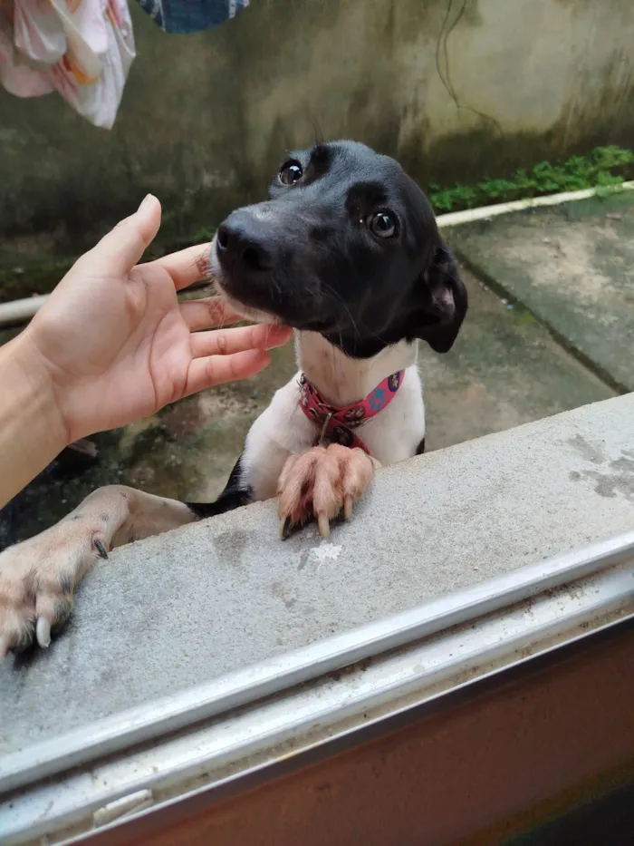 Cachorro ra a SRD-ViraLata idade 5 anos nome Mel 