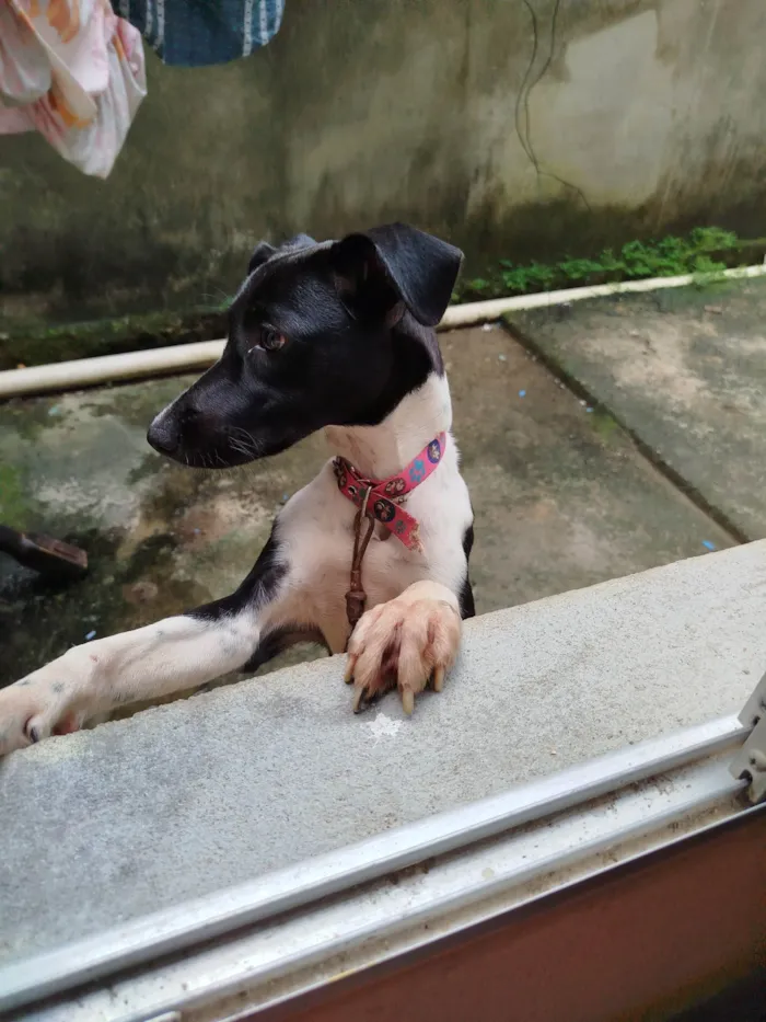 Cachorro ra a SRD-ViraLata idade 5 anos nome Mel 