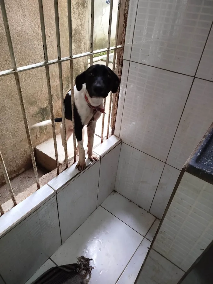 Cachorro ra a SRD-ViraLata idade 5 anos nome Mel 