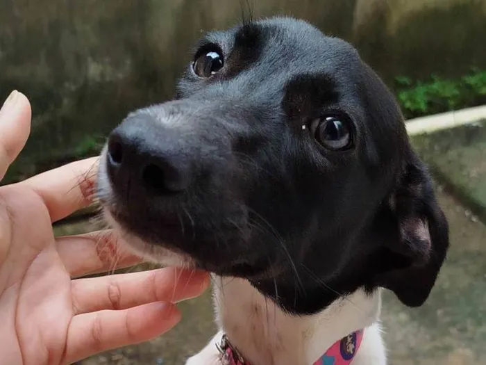 Cachorro ra a SRD-ViraLata idade 5 anos nome Mel 