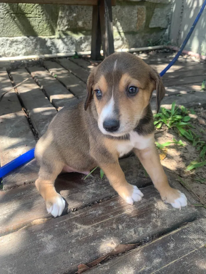 Cachorro ra a SRD-ViraLata idade Abaixo de 2 meses nome Mostarda