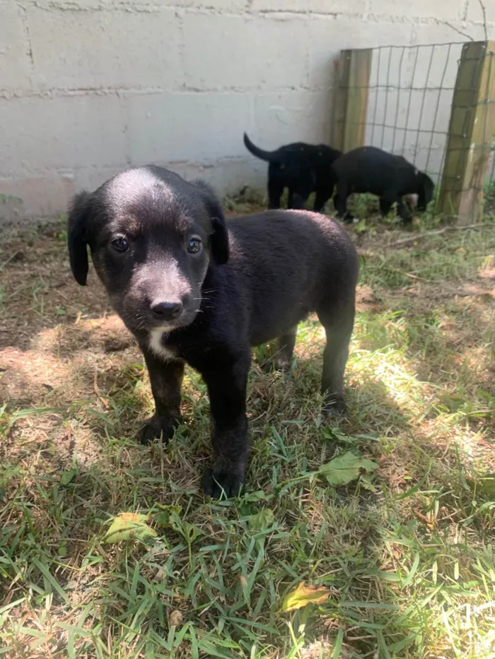 Cachorro ra a SRD-ViraLata idade Abaixo de 2 meses nome Amora