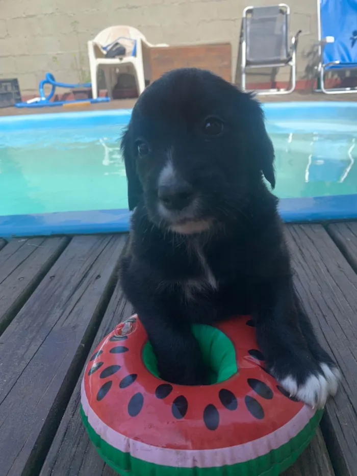 Cachorro ra a SRD-ViraLata idade Abaixo de 2 meses nome Polenta