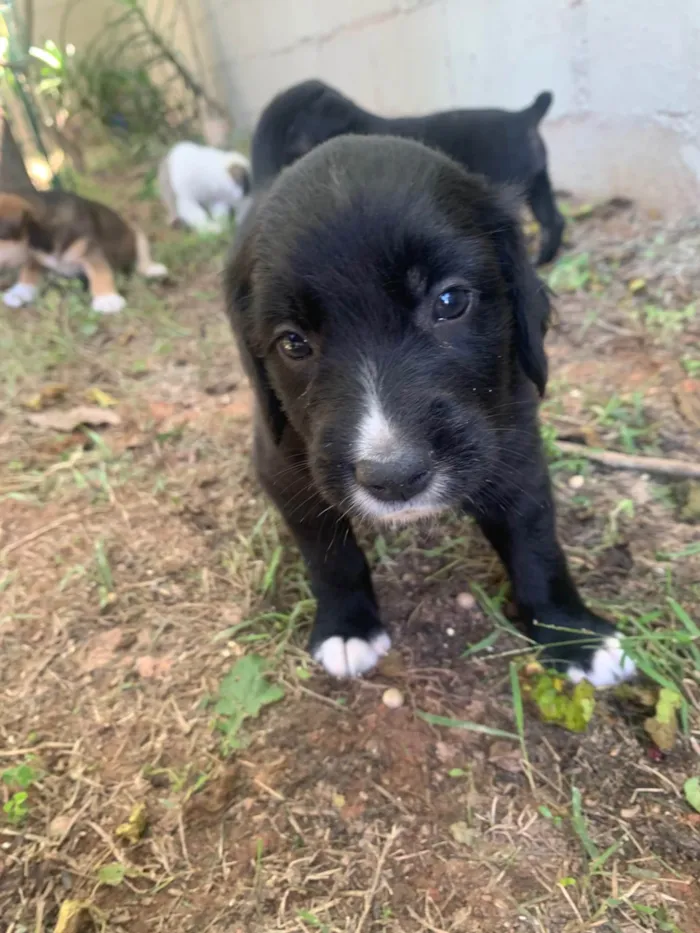 Cachorro ra a SRD-ViraLata idade Abaixo de 2 meses nome Polenta