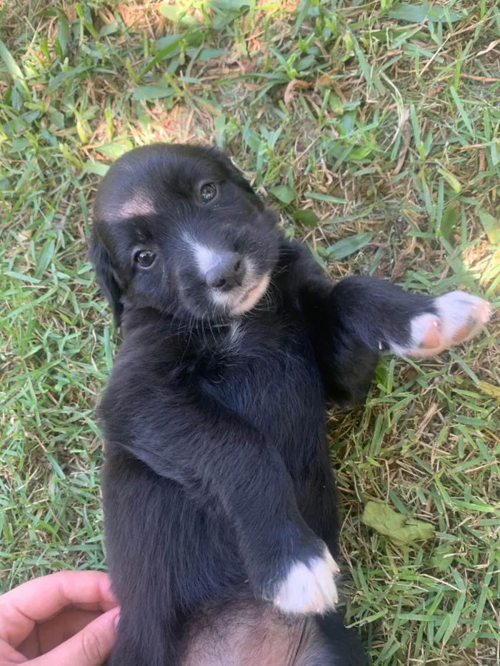 Cachorro ra a SRD-ViraLata idade Abaixo de 2 meses nome Polenta