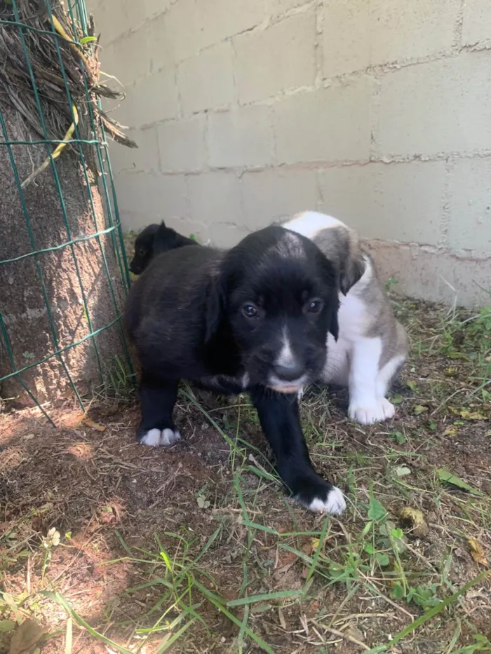 Cachorro ra a SRD-ViraLata idade Abaixo de 2 meses nome Polenta