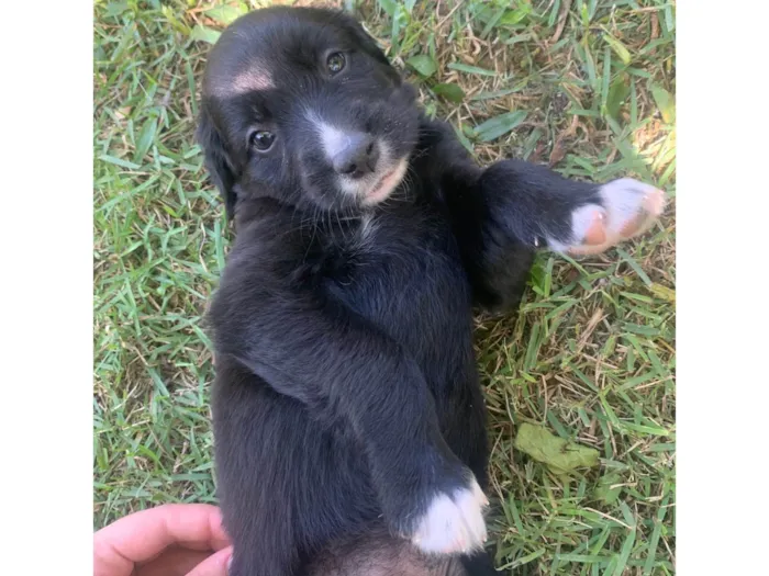 Cachorro ra a SRD-ViraLata idade Abaixo de 2 meses nome Polenta