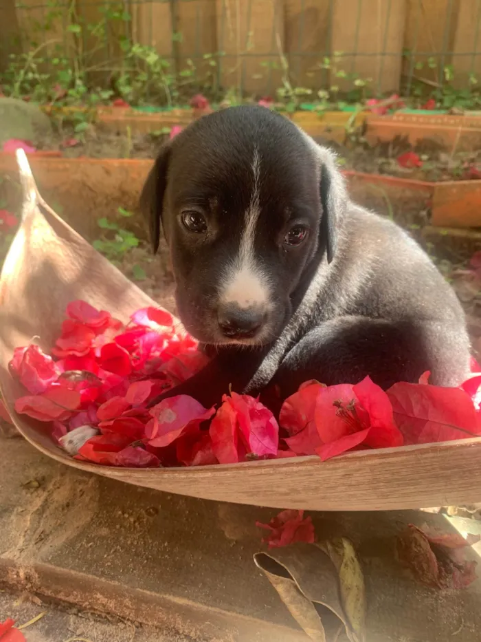 Cachorro ra a SRD-ViraLata idade Abaixo de 2 meses nome Feijão