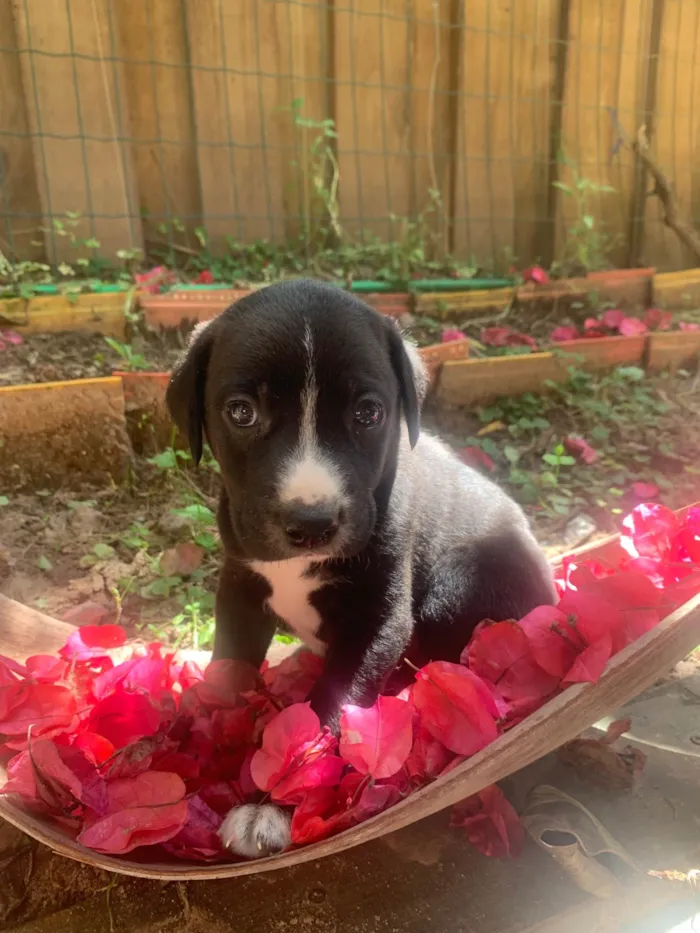 Cachorro ra a SRD-ViraLata idade Abaixo de 2 meses nome Feijão