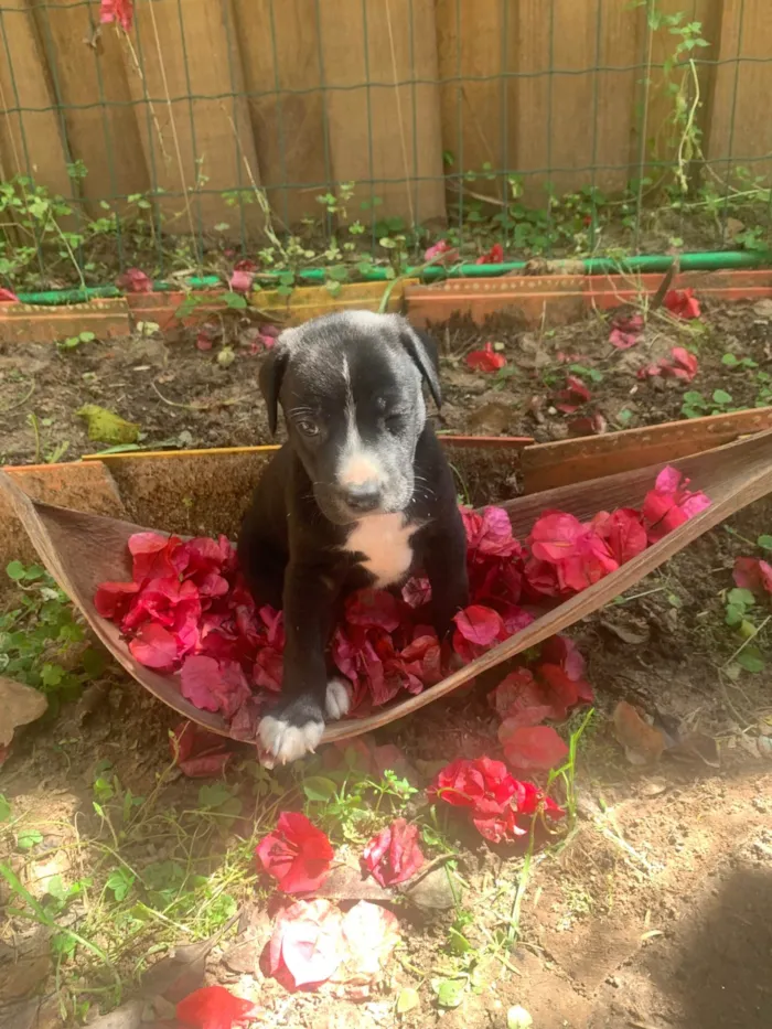 Cachorro ra a SRD-ViraLata idade Abaixo de 2 meses nome Feijão